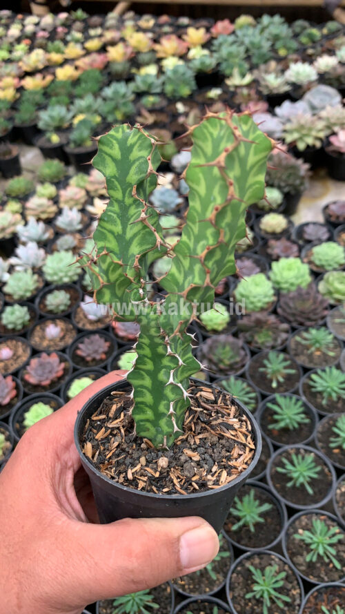 Euphorbia Ammak, real gallery image #4 plants. Picture taken directly from kaktus.id community Euphorbia farmer green houses.