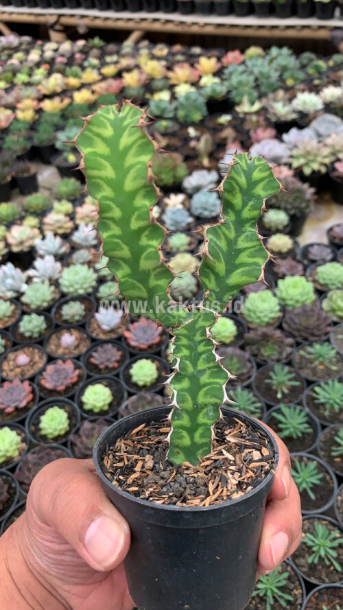 Euphorbia Ammak, real gallery image #6 plants. Picture taken directly from kaktus.id community Euphorbia farmer green houses.