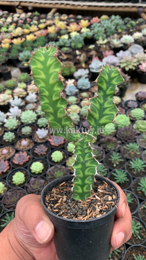 Euphorbia Ammak, real gallery image #7 plants. Picture taken directly from kaktus.id community Euphorbia farmer green houses.