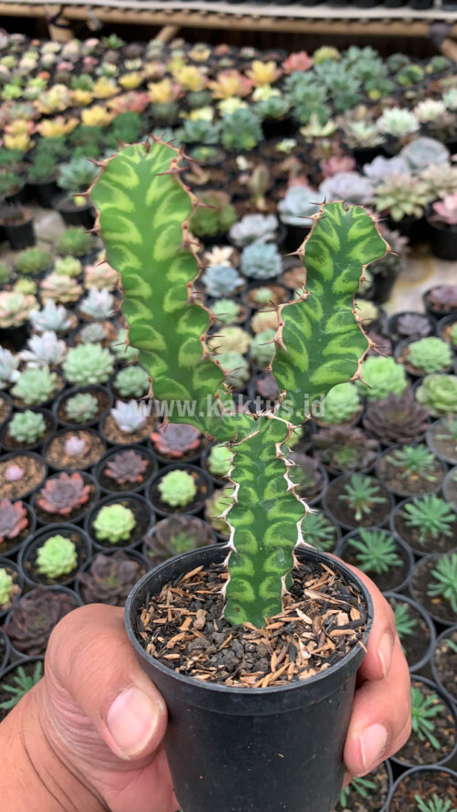 Euphorbia Ammak, real gallery image #1 plants. Picture taken directly from kaktus.id community Euphorbia farmer green houses.