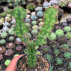 Euphorbia Ammak, real feature image plant. Picture taken directly from kaktus.id community Euphorbia farmer green houses.