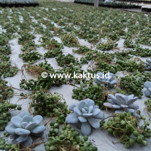 Senecio Rowleyanus Variegated / String Of Pearl Variegated, real gallery image #1 plants. Picture taken directly from kaktus.id community Senecio farmer green houses.