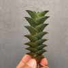 Haworthia Viscosa