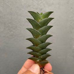 Haworthia Viscosa