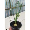 Albuca Spiralis, real feature image plant. Picture taken directly from kaktus.id community Albuca farmer green houses.