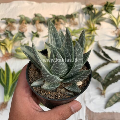 Gasteraloe Beguinii Silver Variegated, real gallery image #3 plants. Picture taken directly from kaktus.id community Gasteraloe farmer green houses.