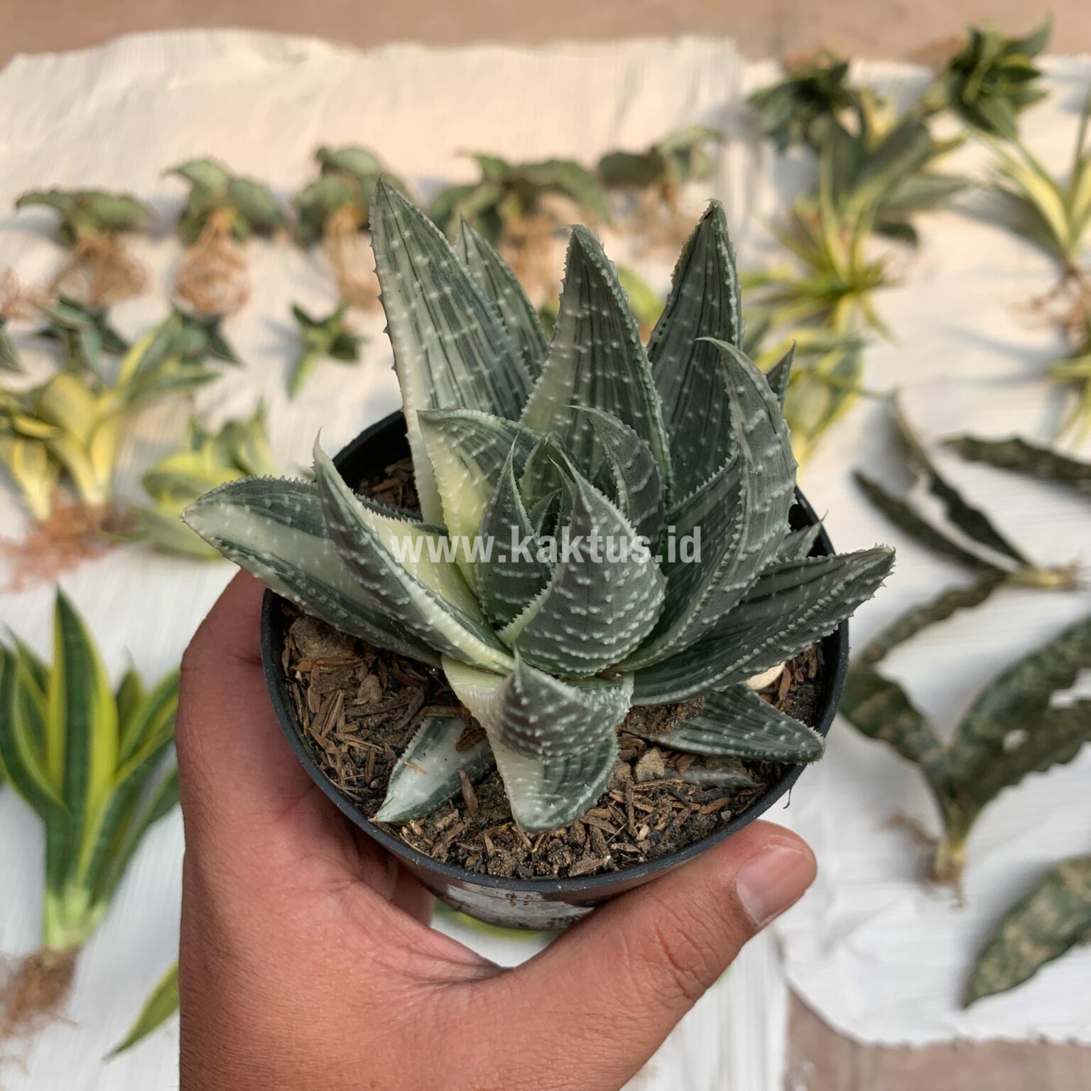 Gasteraloe Beguinii Silver Variegated, real gallery image #4 plants. Picture taken directly from kaktus.id community Gasteraloe farmer green houses.