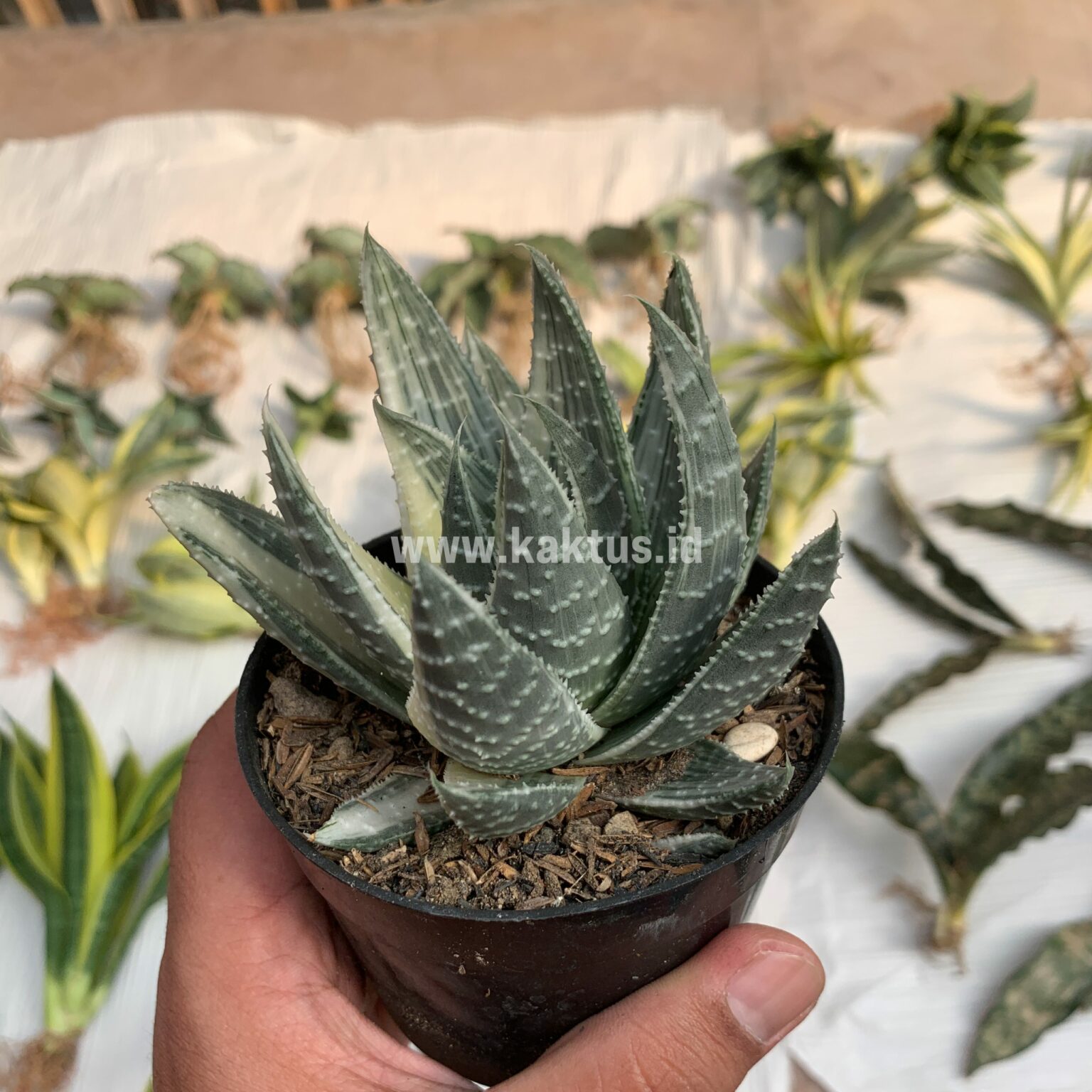 Gasteraloe Beguinii Silver Variegated, real gallery image #5 plants. Picture taken directly from kaktus.id community Gasteraloe farmer green houses.