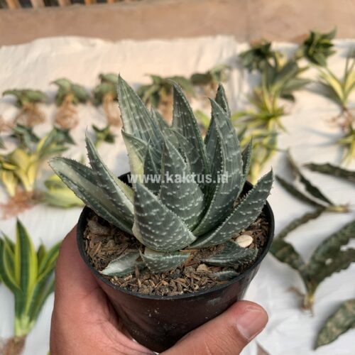 Gasteraloe Beguinii Silver Variegated, real gallery image #5 plants. Picture taken directly from kaktus.id community Gasteraloe farmer green houses.