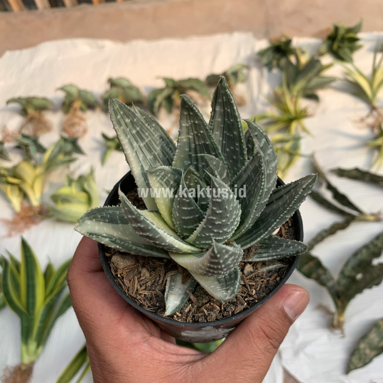Gasteraloe Beguinii Silver Variegated, real gallery image #6 plants. Picture taken directly from kaktus.id community Gasteraloe farmer green houses.