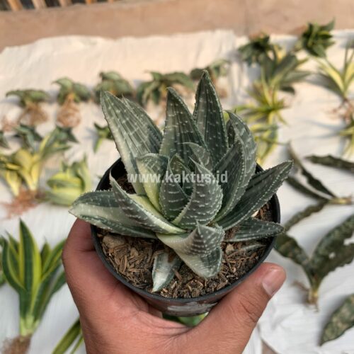 Gasteraloe Beguinii Silver Variegated, real gallery image #6 plants. Picture taken directly from kaktus.id community Gasteraloe farmer green houses.