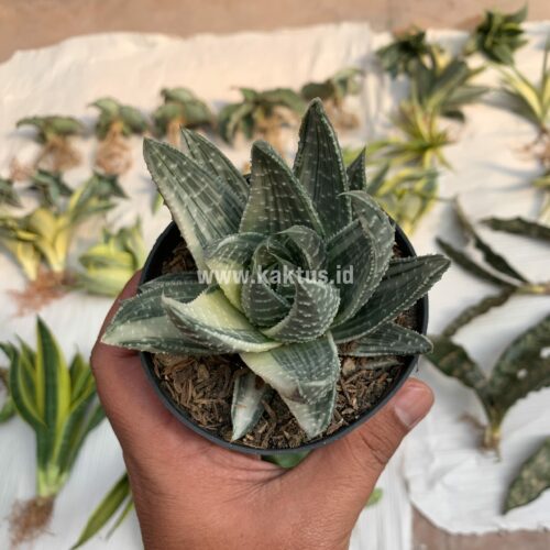 Gasteraloe Beguinii Silver Variegated, real gallery image #7 plants. Picture taken directly from kaktus.id community Gasteraloe farmer green houses.