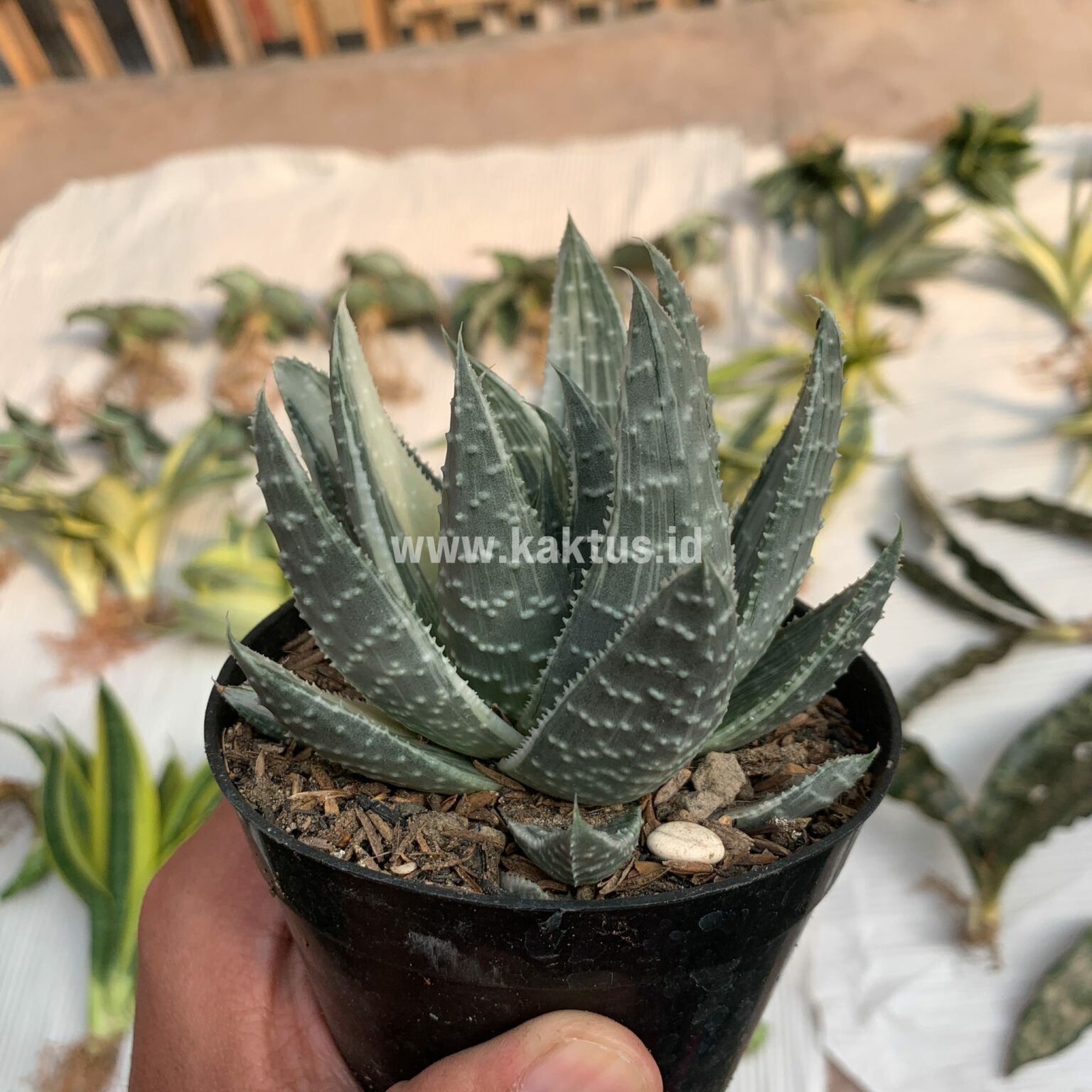 Gasteraloe Beguinii Silver Variegated, real gallery image #1 plants. Picture taken directly from kaktus.id community Gasteraloe farmer green houses.