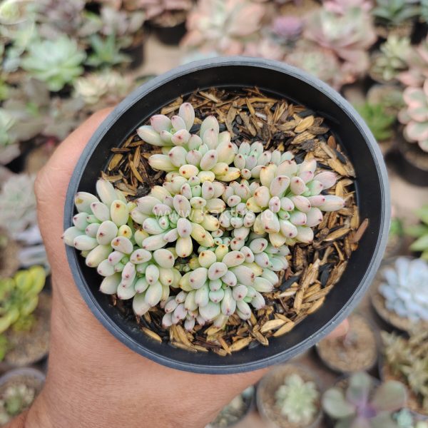 084. Graptopetalum Pachyphyllum - Image 8