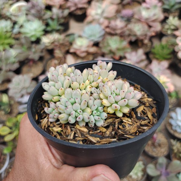 084. Graptopetalum Pachyphyllum - Image 5