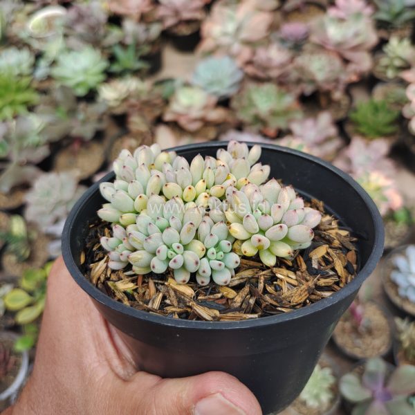 084. Graptopetalum Pachyphyllum - Image 2