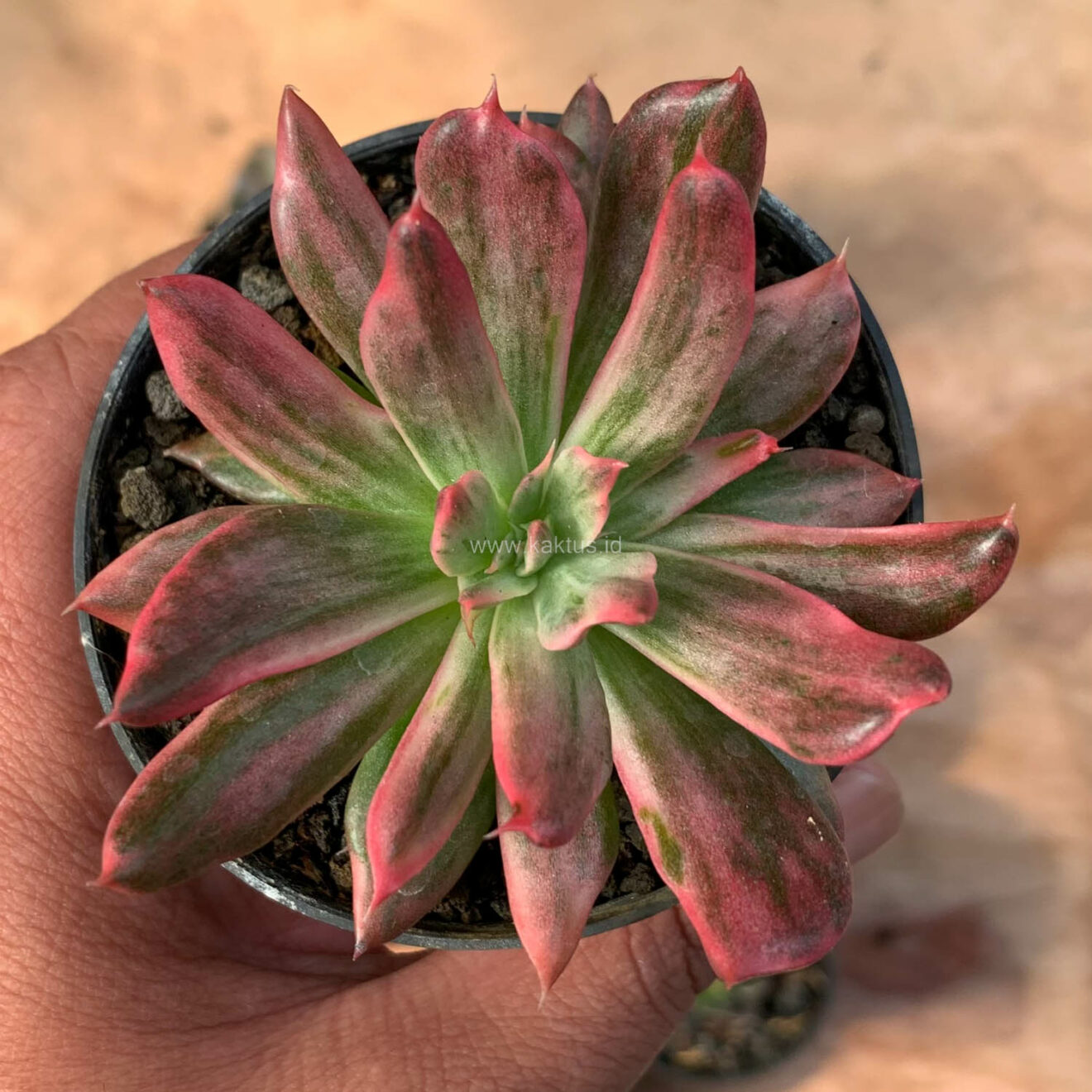 Echeveria Red Prince Mutation, real gallery image #2 plants. Picture taken directly from kaktus.id community Echeveria farmer green houses.
