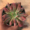 Echeveria Red Prince Mutation, real feature image plant. Picture taken directly from kaktus.id community Echeveria farmer green houses.