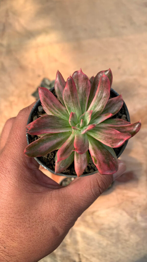 kaktus.id