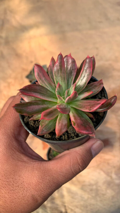 Echeveria Red Prince Mutation, real gallery image #4 plants. Picture taken directly from kaktus.id community Echeveria farmer green houses.