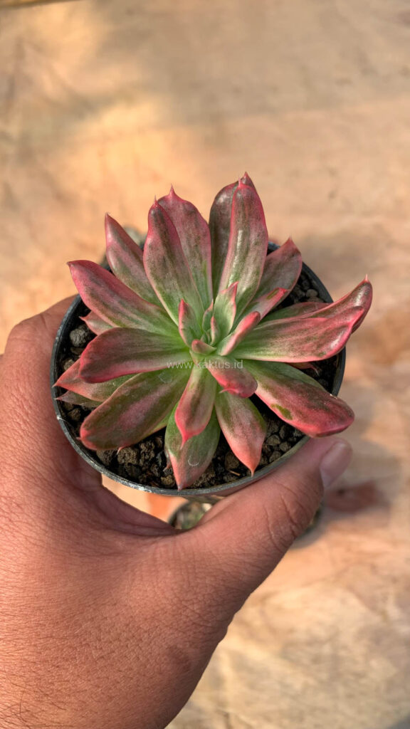 kaktus.id