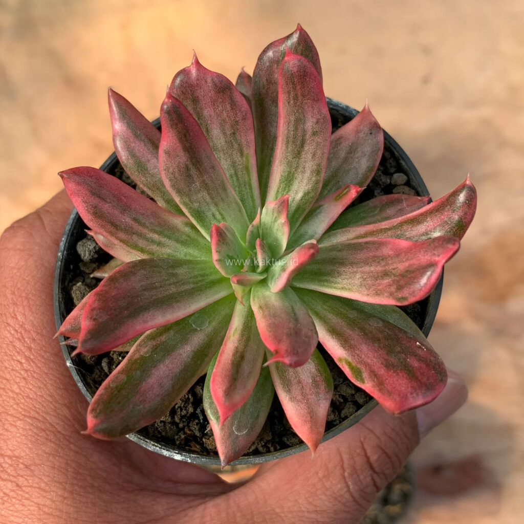 kaktus.id