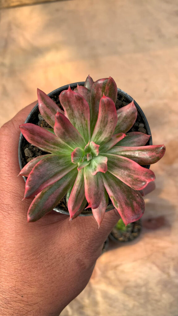 kaktus.id