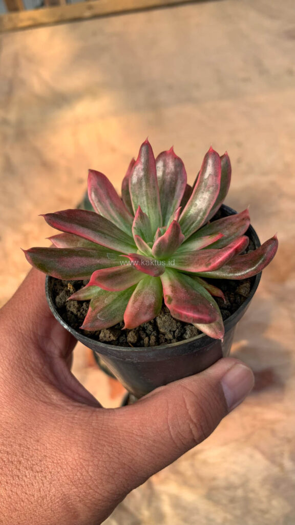 kaktus.id