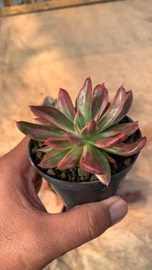 Echeveria Red Prince Mutation, real gallery image #8 plants. Picture taken directly from kaktus.id community Echeveria farmer green houses.