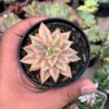Echeveria Monocerotis Aurea Variegated, real feature image plant. Picture taken directly from kaktus.id community Echeveria farmer green houses.