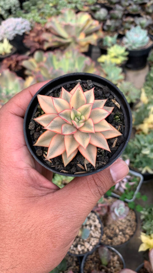 Echeveria Monocerotis Aurea Variegated, real gallery image #16 plants. Picture taken directly from kaktus.id community Echeveria farmer green houses.