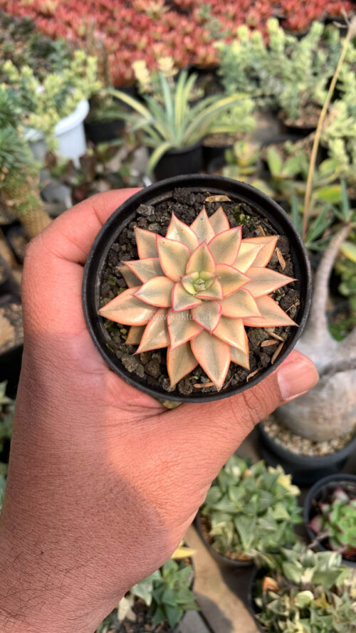 Echeveria Monocerotis Aurea Variegated, real gallery image #15 plants. Picture taken directly from kaktus.id community Echeveria farmer green houses.