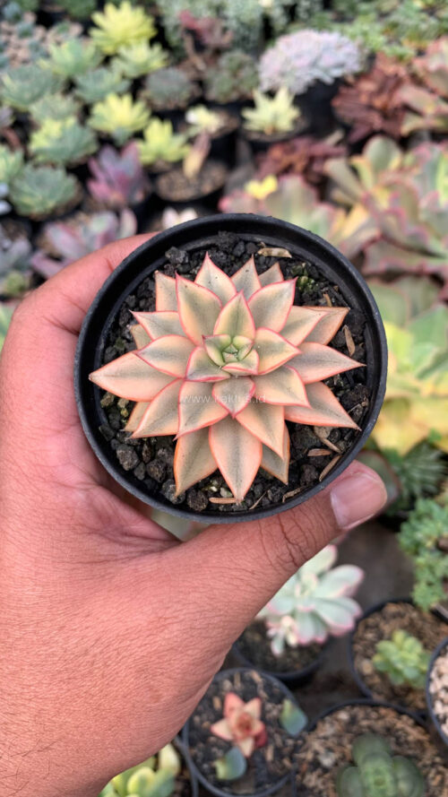 Echeveria Monocerotis Aurea Variegated, real gallery image #14 plants. Picture taken directly from kaktus.id community Echeveria farmer green houses.