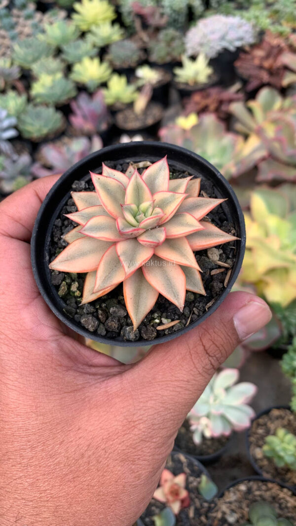 317. Echeveria Monocerotis Aurea Variegated - Image 2