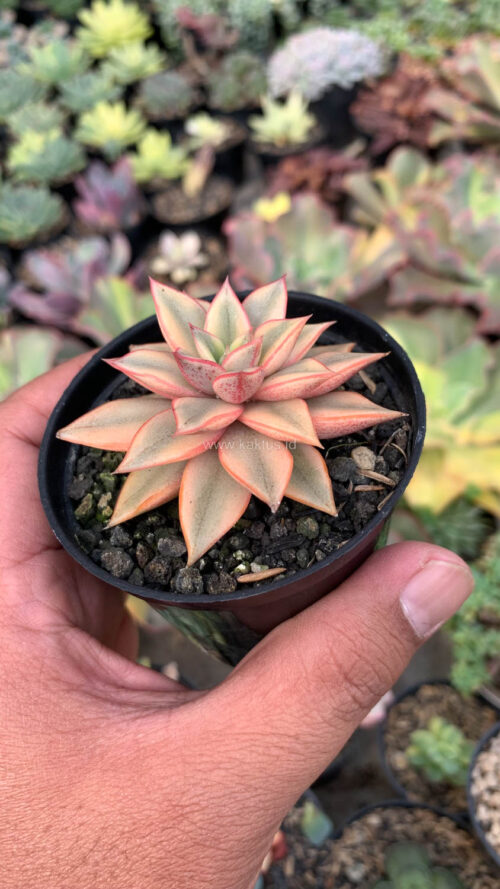 Echeveria Monocerotis Aurea Variegated, real gallery image #13 plants. Picture taken directly from kaktus.id community Echeveria farmer green houses.