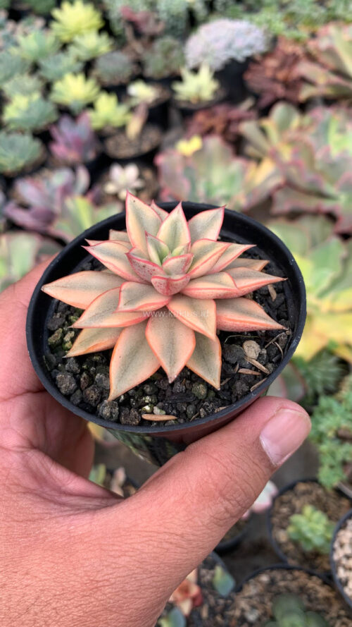 Echeveria Monocerotis Aurea Variegated, real gallery image #12 plants. Picture taken directly from kaktus.id community Echeveria farmer green houses.