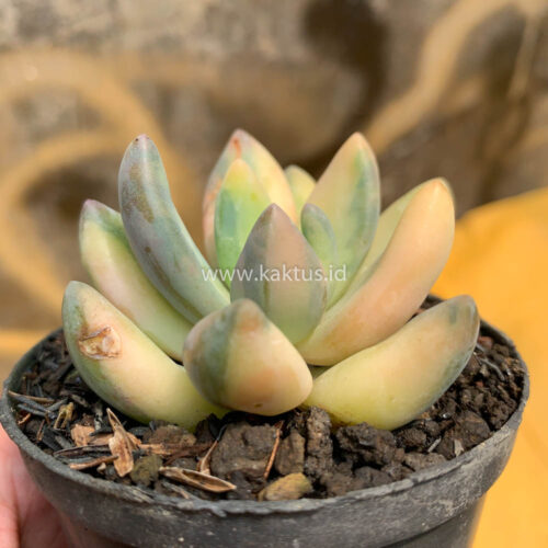 Pachyveria Dr. Cornelius Variegated, real gallery image #18 plants. Picture taken directly from kaktus.id community Pachyveria farmer green houses.