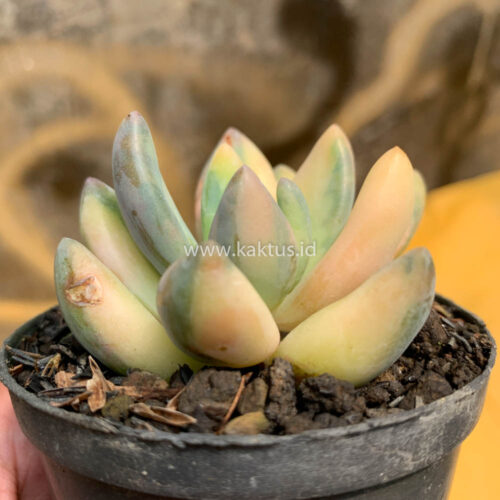 Pachyveria Dr. Cornelius Variegated, real gallery image #20 plants. Picture taken directly from kaktus.id community Pachyveria farmer green houses.