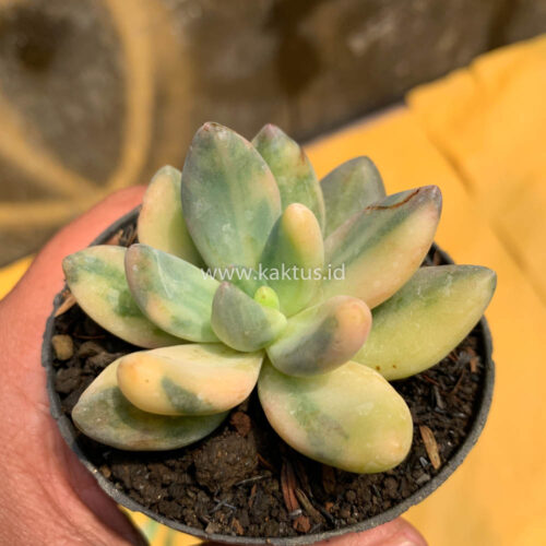 Pachyveria Dr. Cornelius Variegated, real gallery image #9 plants. Picture taken directly from kaktus.id community Pachyveria farmer green houses.