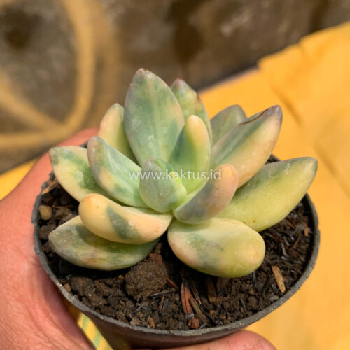 Pachyveria Dr. Cornelius Variegated, real gallery image #11 plants. Picture taken directly from kaktus.id community Pachyveria farmer green houses.