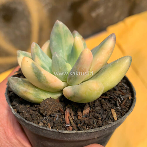 Pachyveria Dr. Cornelius Variegated, real gallery image #1 plants. Picture taken directly from kaktus.id community Pachyveria farmer green houses.