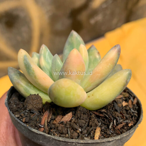 Pachyveria Dr. Cornelius Variegated, real gallery image #13 plants. Picture taken directly from kaktus.id community Pachyveria farmer green houses.