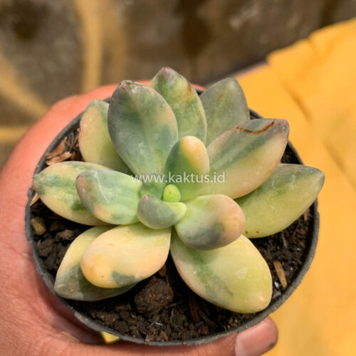 Pachyveria Dr. Cornelius Variegated, real gallery image #7 plants. Picture taken directly from kaktus.id community Pachyveria farmer green houses.