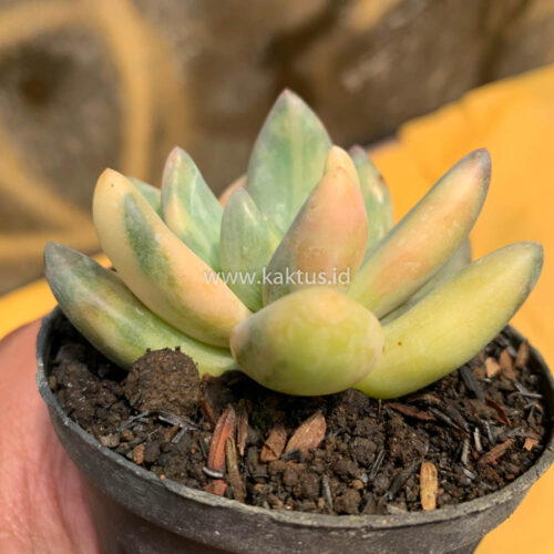 Pachyveria Dr. Cornelius Variegated, real gallery image #15 plants. Picture taken directly from kaktus.id community Pachyveria farmer green houses.