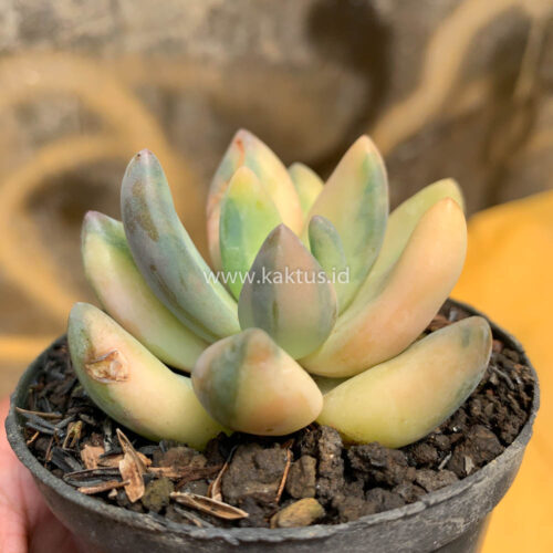 Pachyveria Dr. Cornelius Variegated, real gallery image #5 plants. Picture taken directly from kaktus.id community Pachyveria farmer green houses.