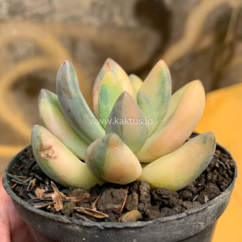 Pachyveria Dr. Cornelius Variegated, real gallery image #16 plants. Picture taken directly from kaktus.id community Pachyveria farmer green houses.