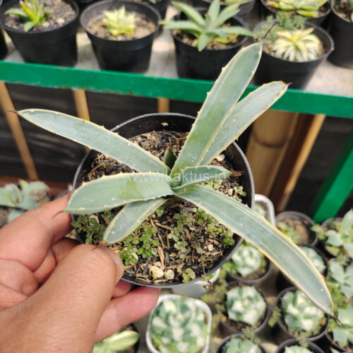 Agave Macrocanta Blue Ribbon, real gallery image #3 plants. Picture taken directly from kaktus.id community Agave farmer green houses.