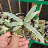 Agave Macrocanta Blue Ribbon, real gallery image #2 plants. Picture taken directly from kaktus.id community Agave farmer green houses.