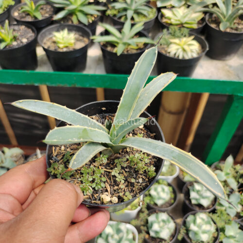 Agave Macrocanta Blue Ribbon, real gallery image #1 plants. Picture taken directly from kaktus.id community Agave farmer green houses.