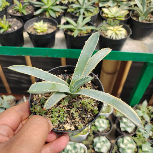 Agave Macrocanta Blue Ribbon, real gallery image #8 plants. Picture taken directly from kaktus.id community Agave farmer green houses.